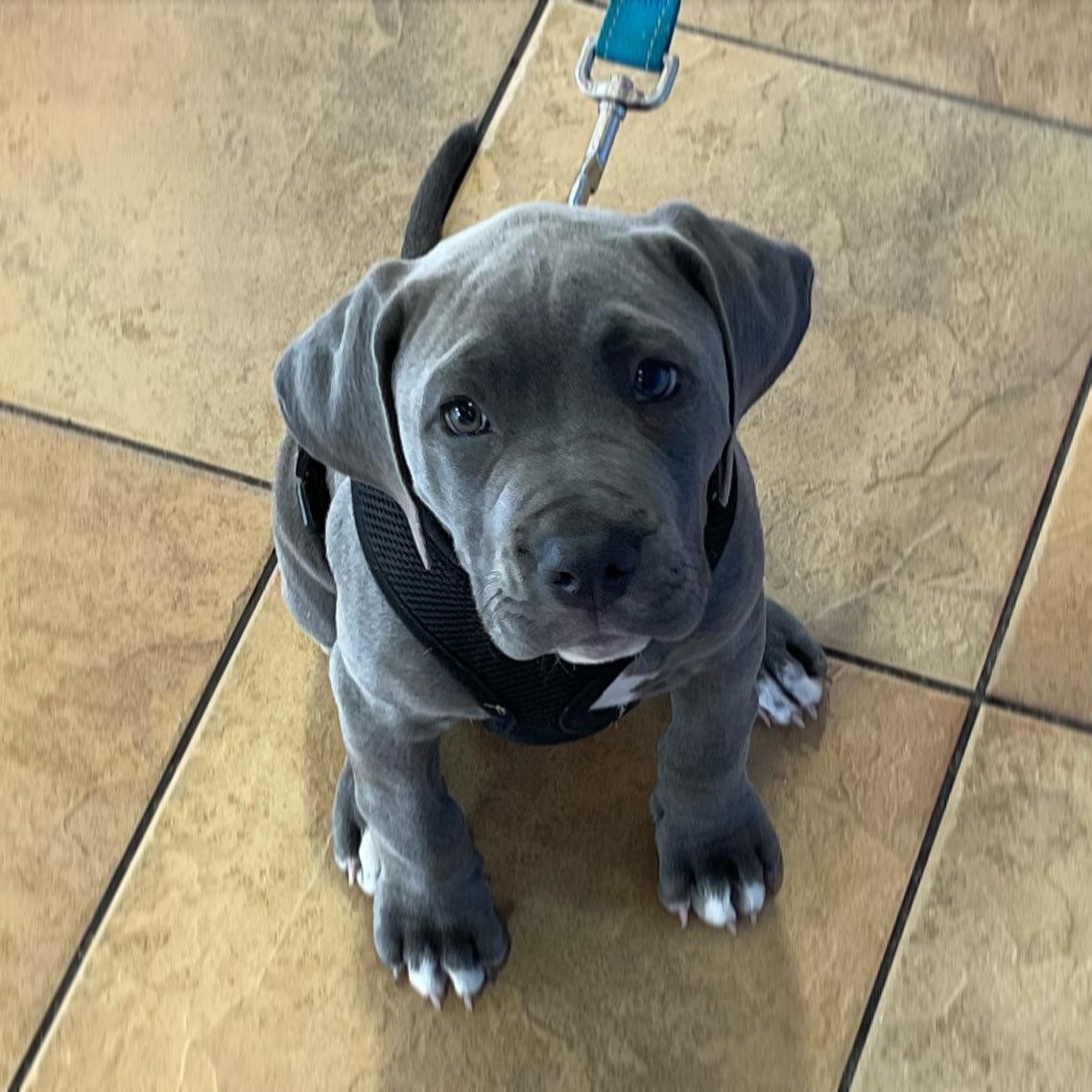 Cachorro Cane Corso